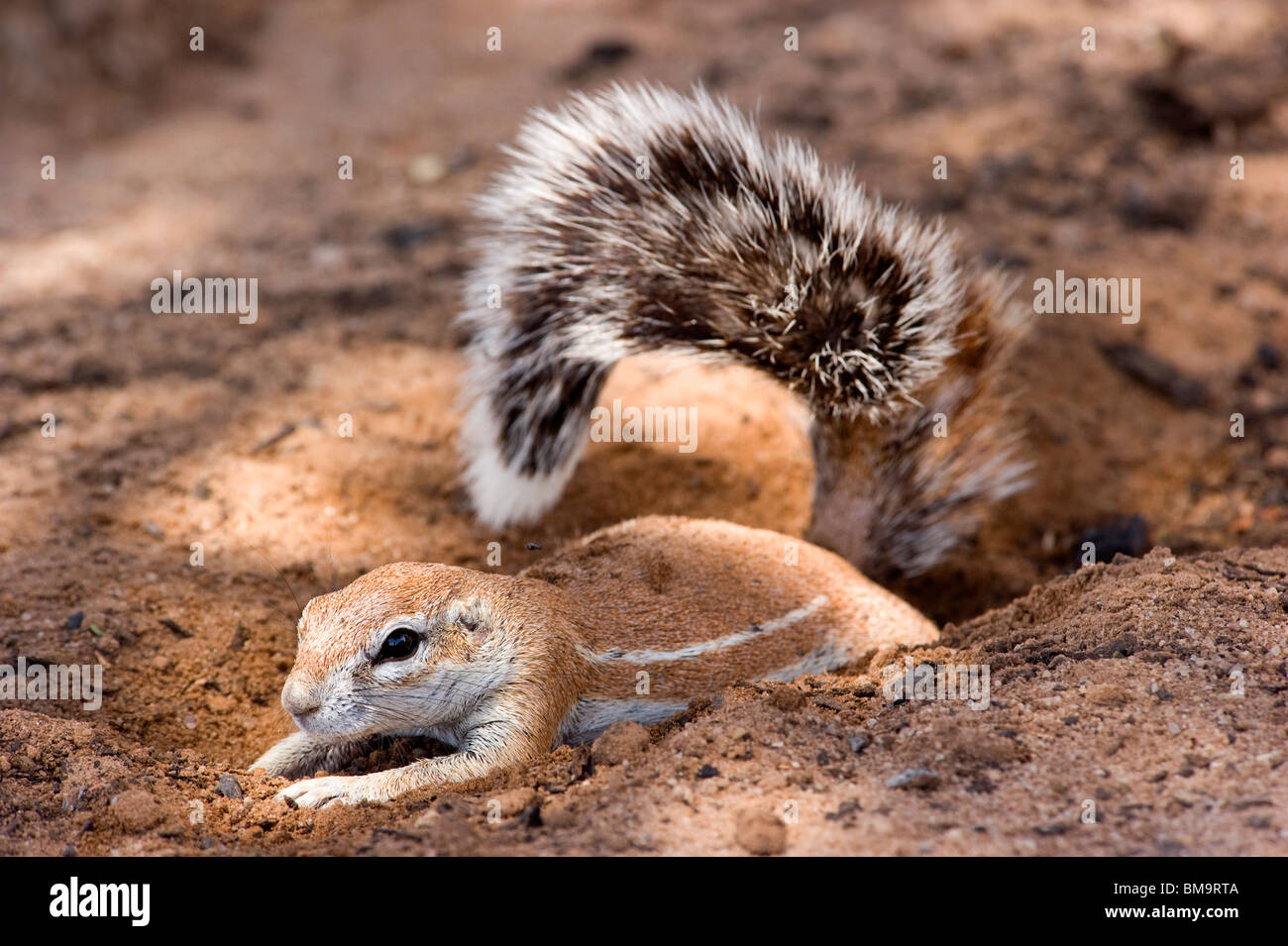 African Ground Squirrel burrowing Stock Photo