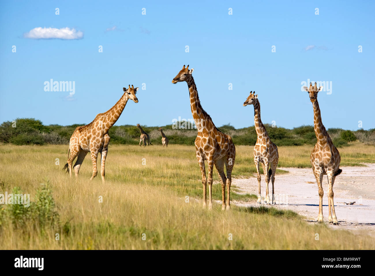 Giraffes herd in african hi-res stock photography and images - Alamy