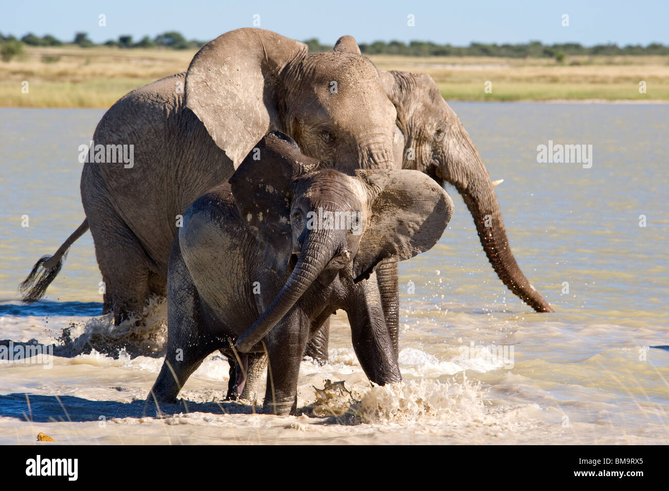 Elephants at play Stock Photo