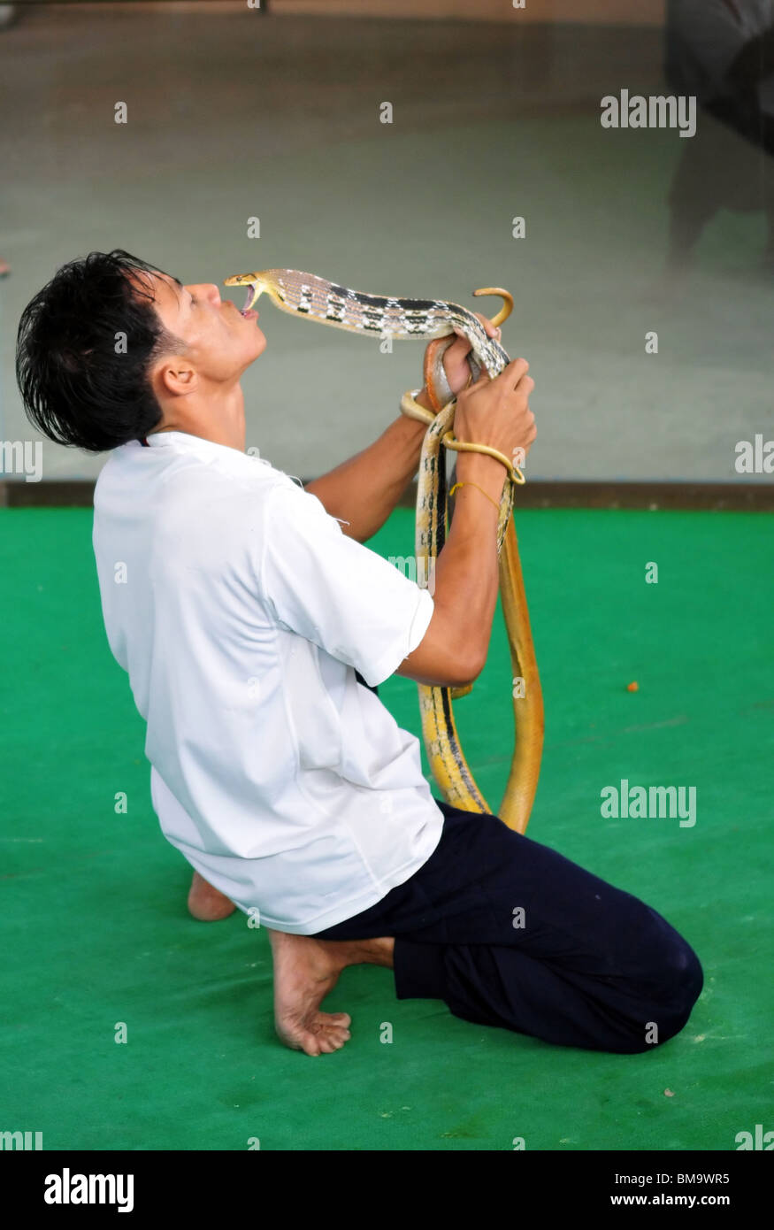 'Show of snakes' performer play with cobra during a show in a zoo on December 8, 2009 in Pattaya, Thailand. Stock Photo