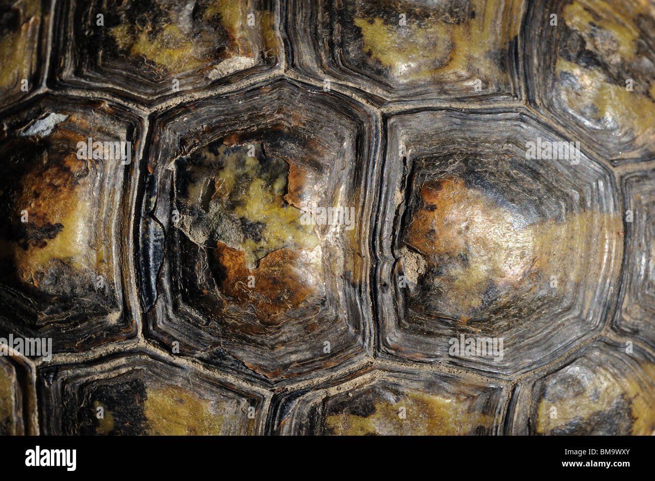 Upside detail of a female Hermann's tortoise (Testudo hermanni boettgeri) Stock Photo