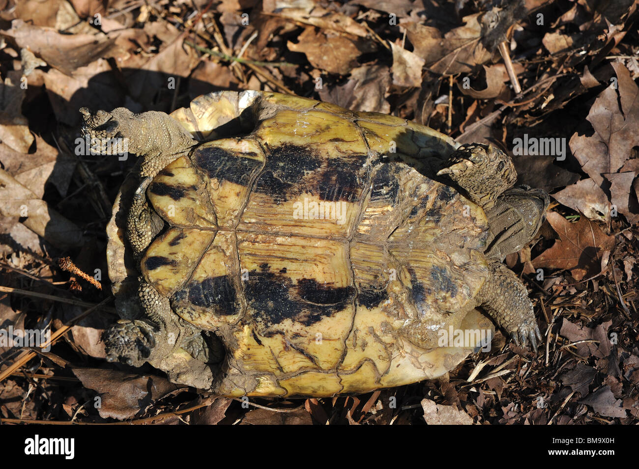 Underside of a female Hermann's tortoise (Testudo hermanni boettgeri) Stock Photo