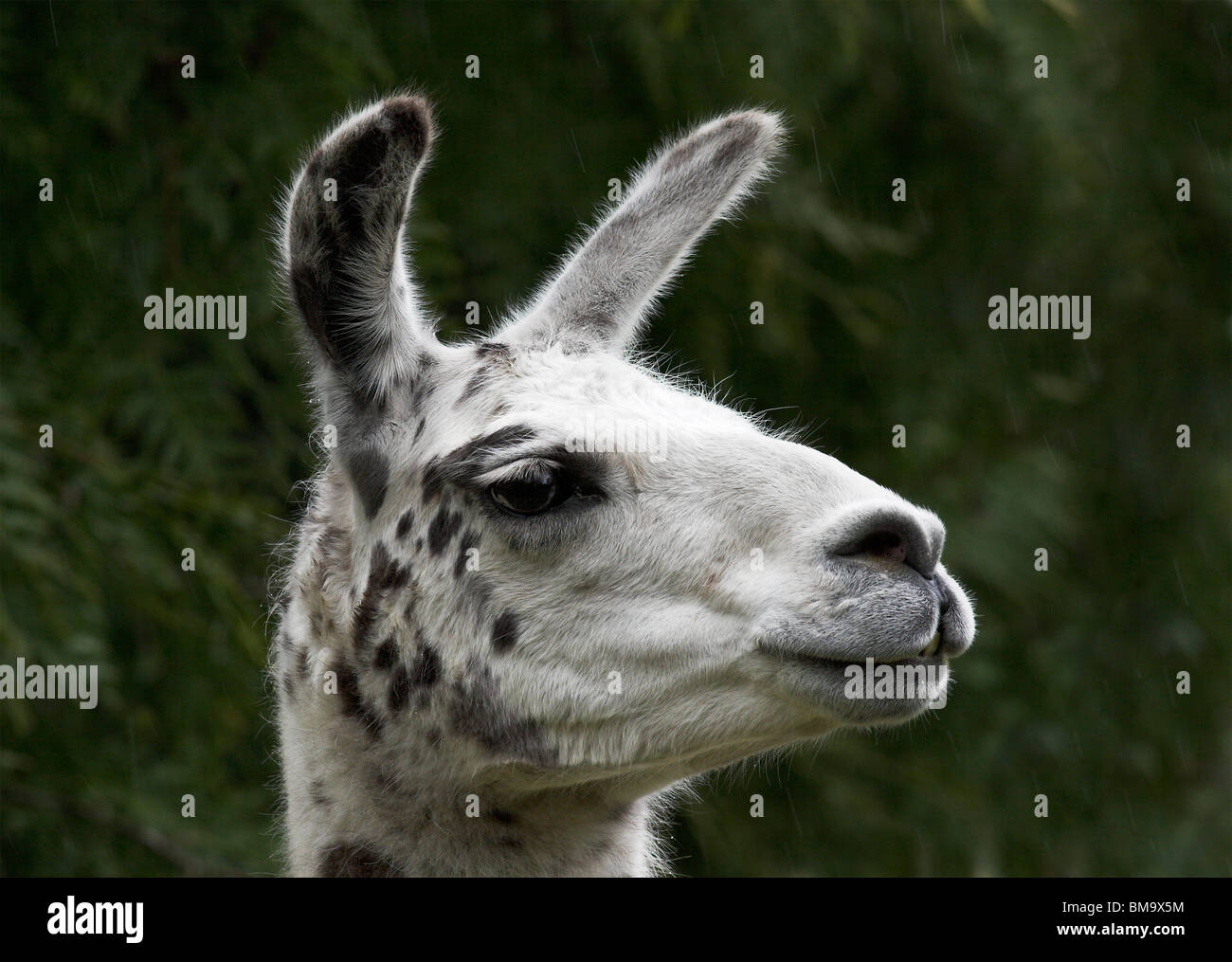 LLAMA (Lama glama) head detail Stock Photo