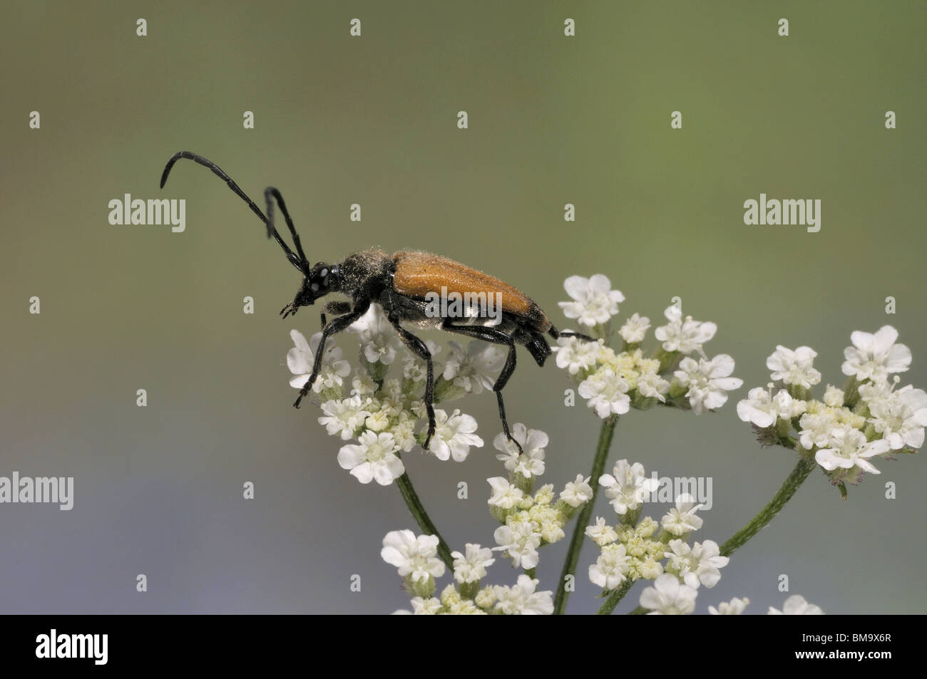 Longhorn beetle (Leptura fulva) standing on an umbel Provence Stock Photo