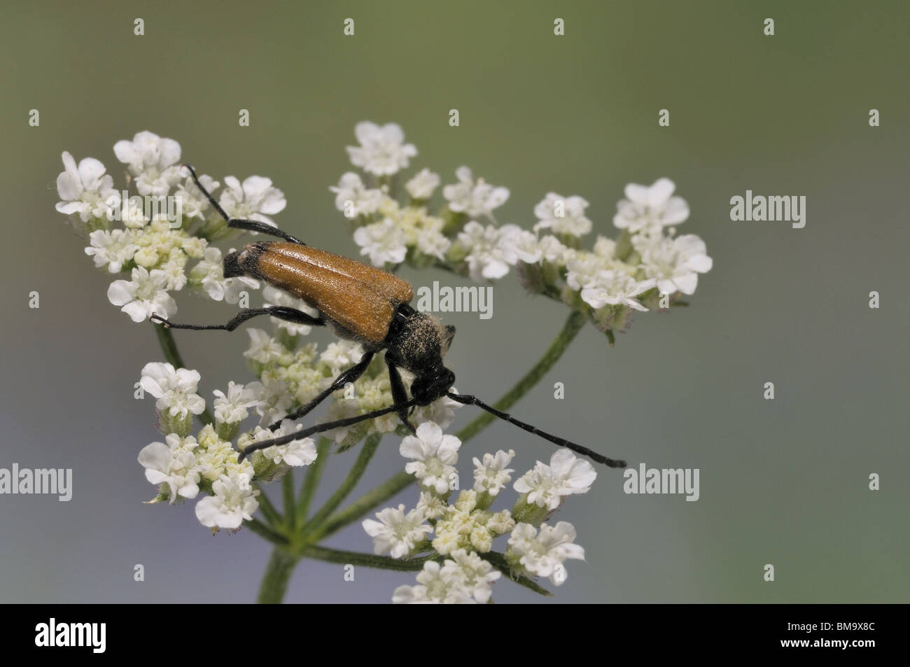 Longhorn beetle (Leptura fulva) standing on an umbel Provence Stock Photo