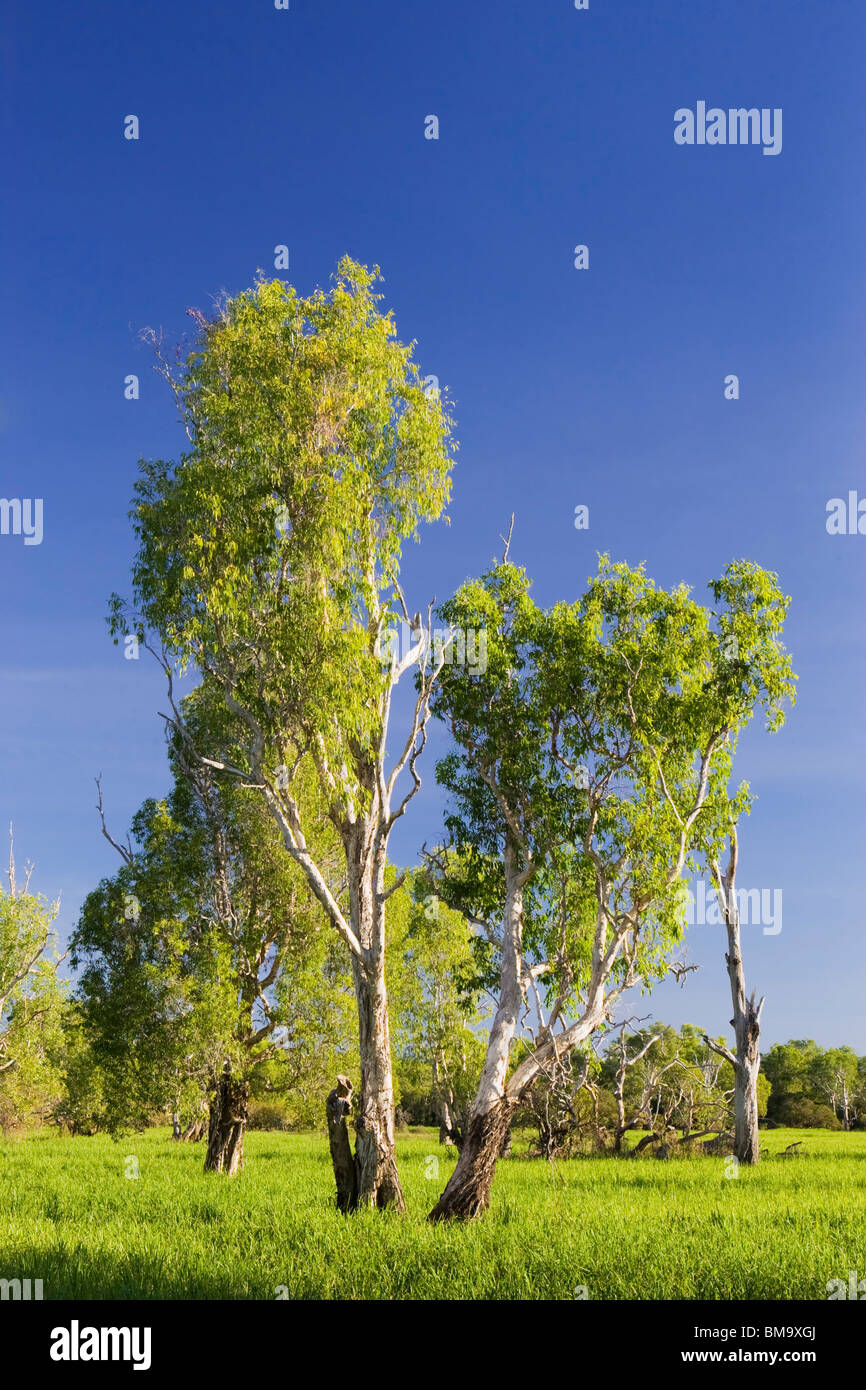 Silver-leaved Paperbarks (Melaleuca argentea) beside Yellow Water Billabong in Kakadu National Park Stock Photo