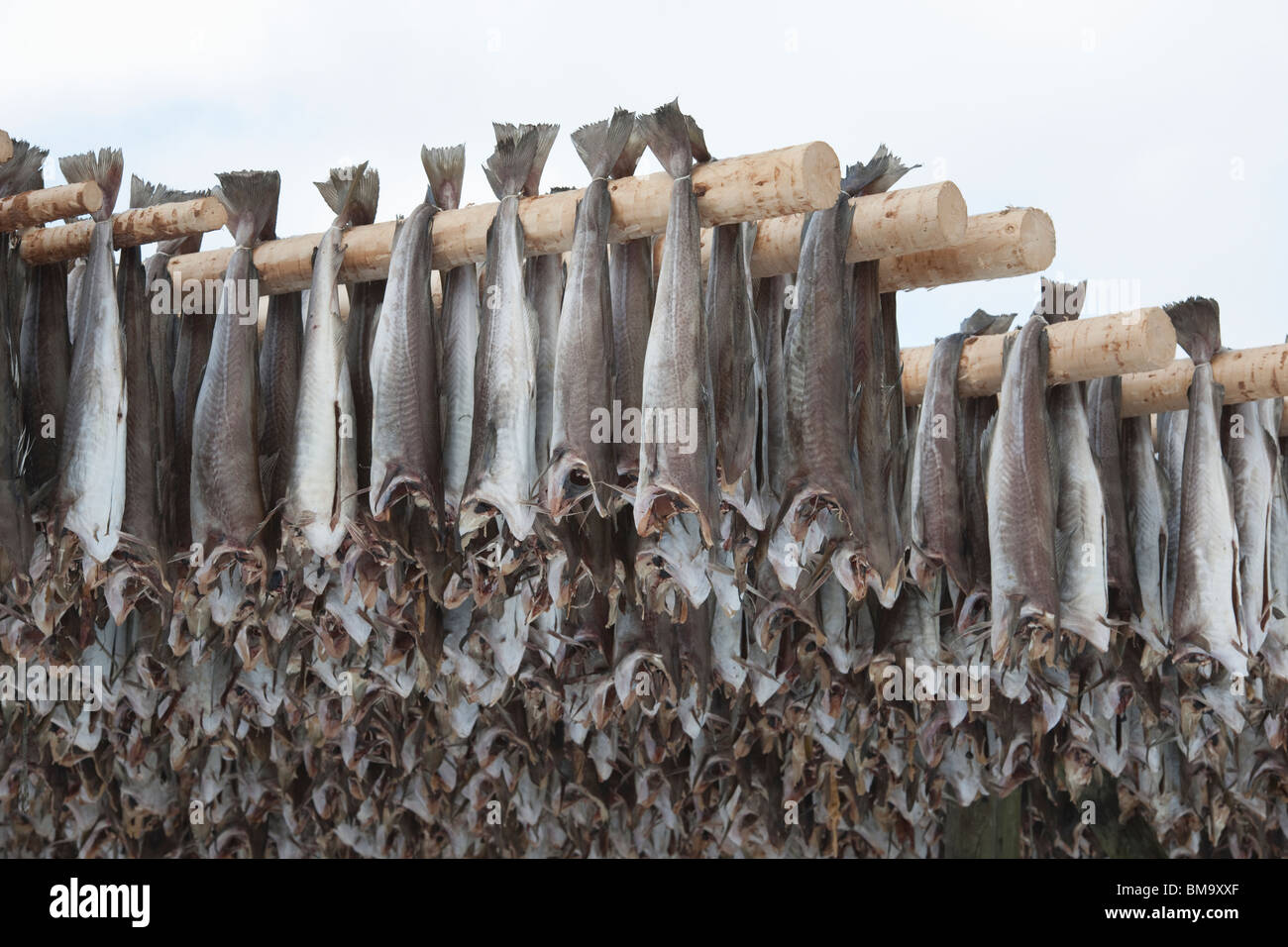 Stockfish italy hi-res stock photography and images - Alamy