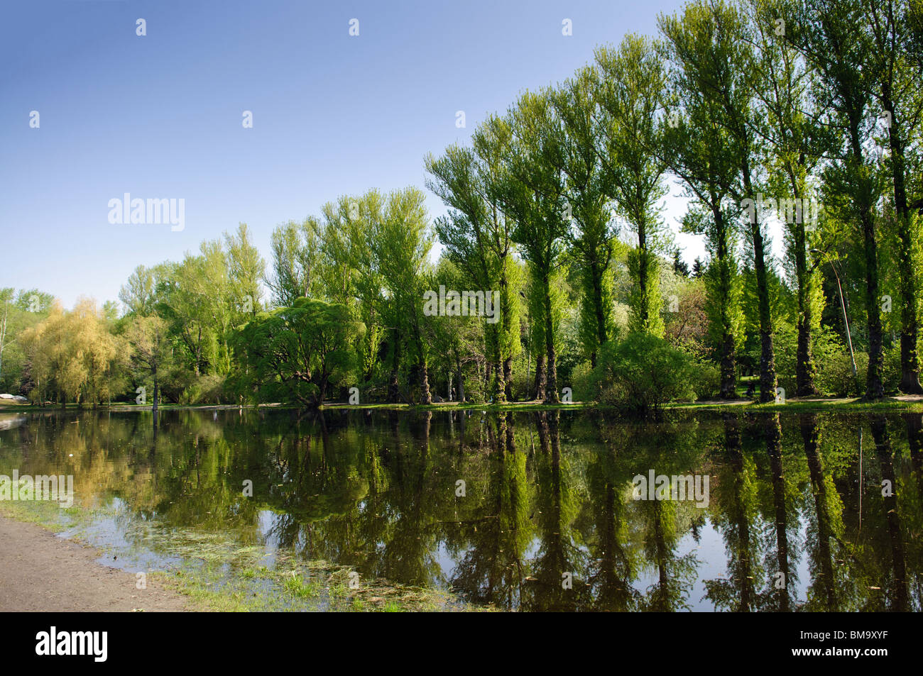 Summer landscape. Green trees on blue sky background Stock Photo - Alamy