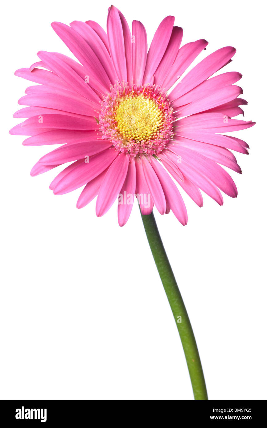 pink daisy isolated on a pure white background Stock Photo