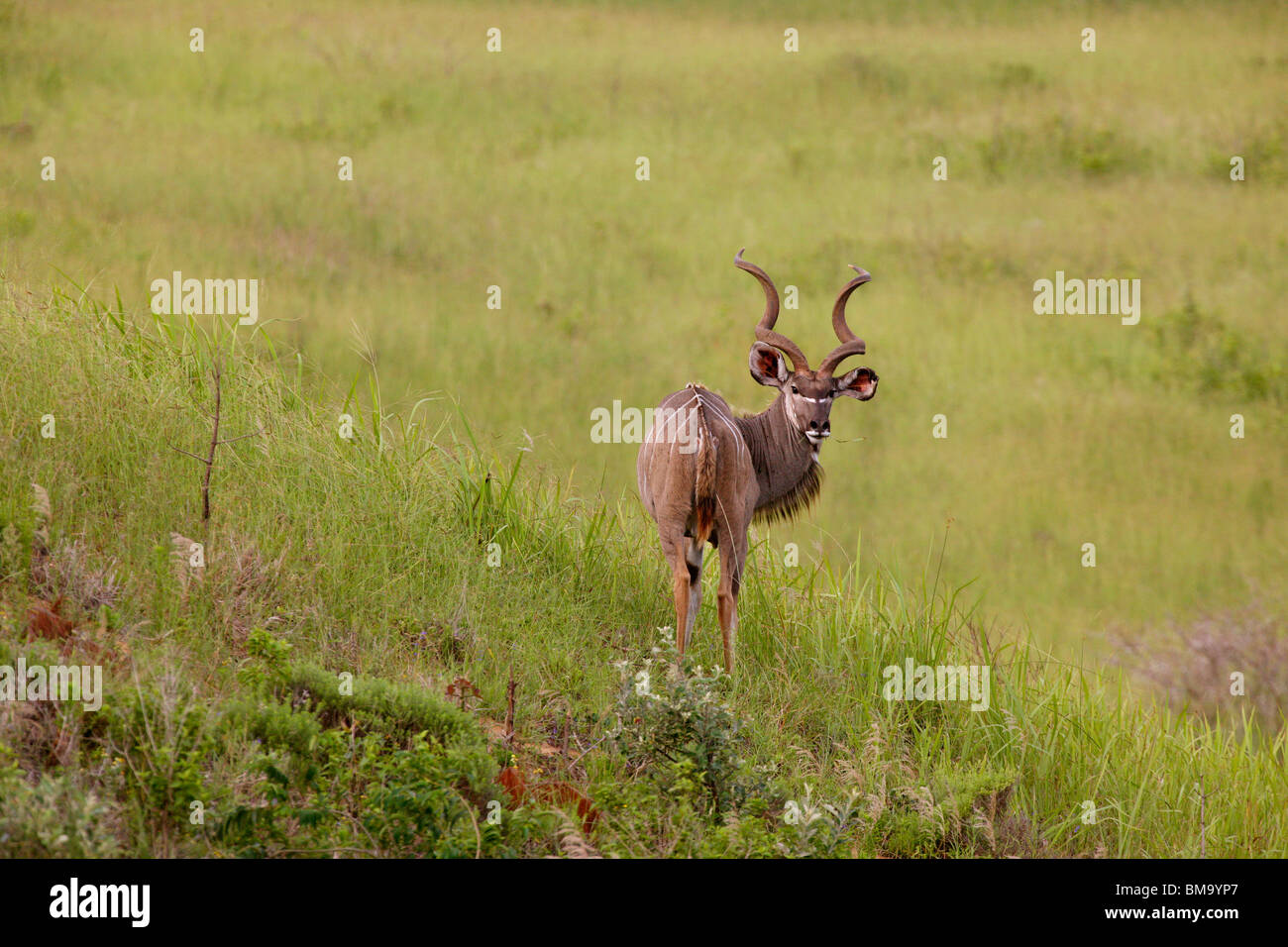 Greater Kudu Stock Photo