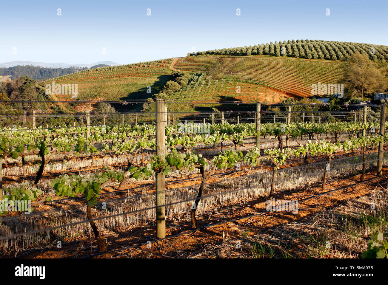 Tokara Wine Estate Stock Photo