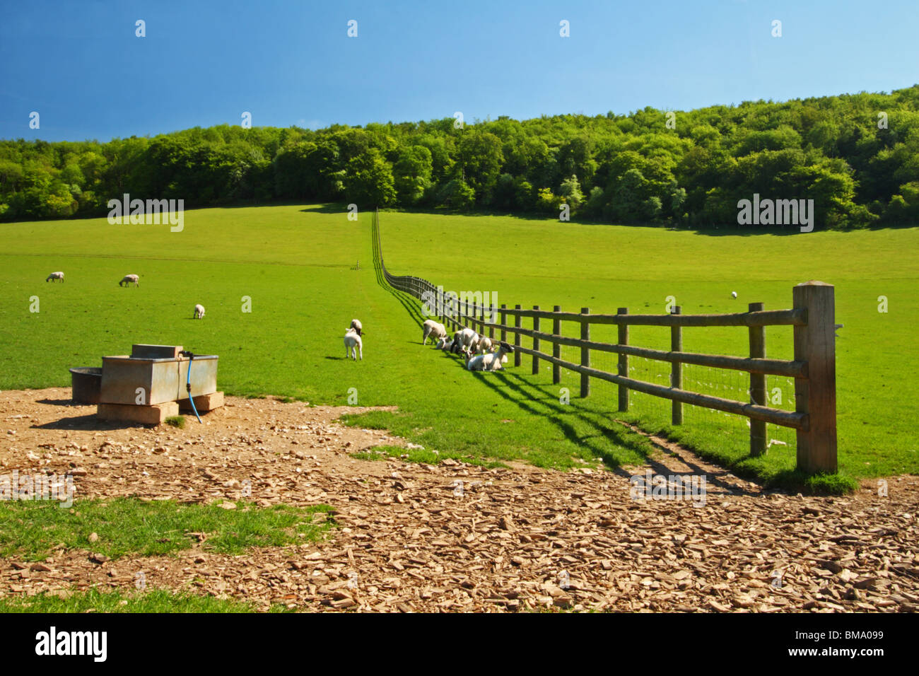 A field of sheep alongside Chequers Lane, Leading to Fingest, The Chilterns, Buckinghamshire, United Kingdom. Stock Photo