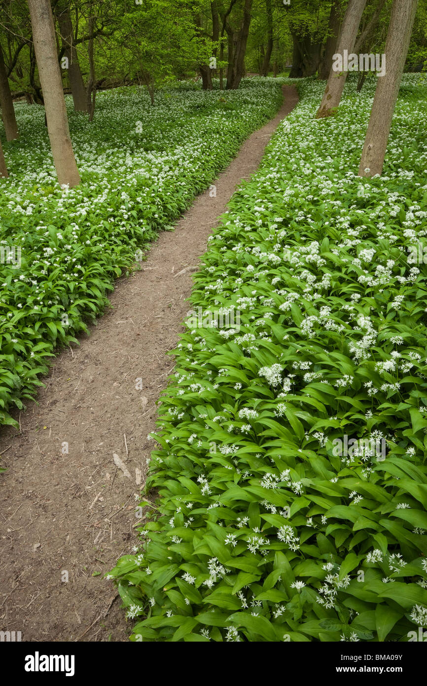 Wild Garlic, or Ramsons growing on the North Downs, Surrey. Stock Photo