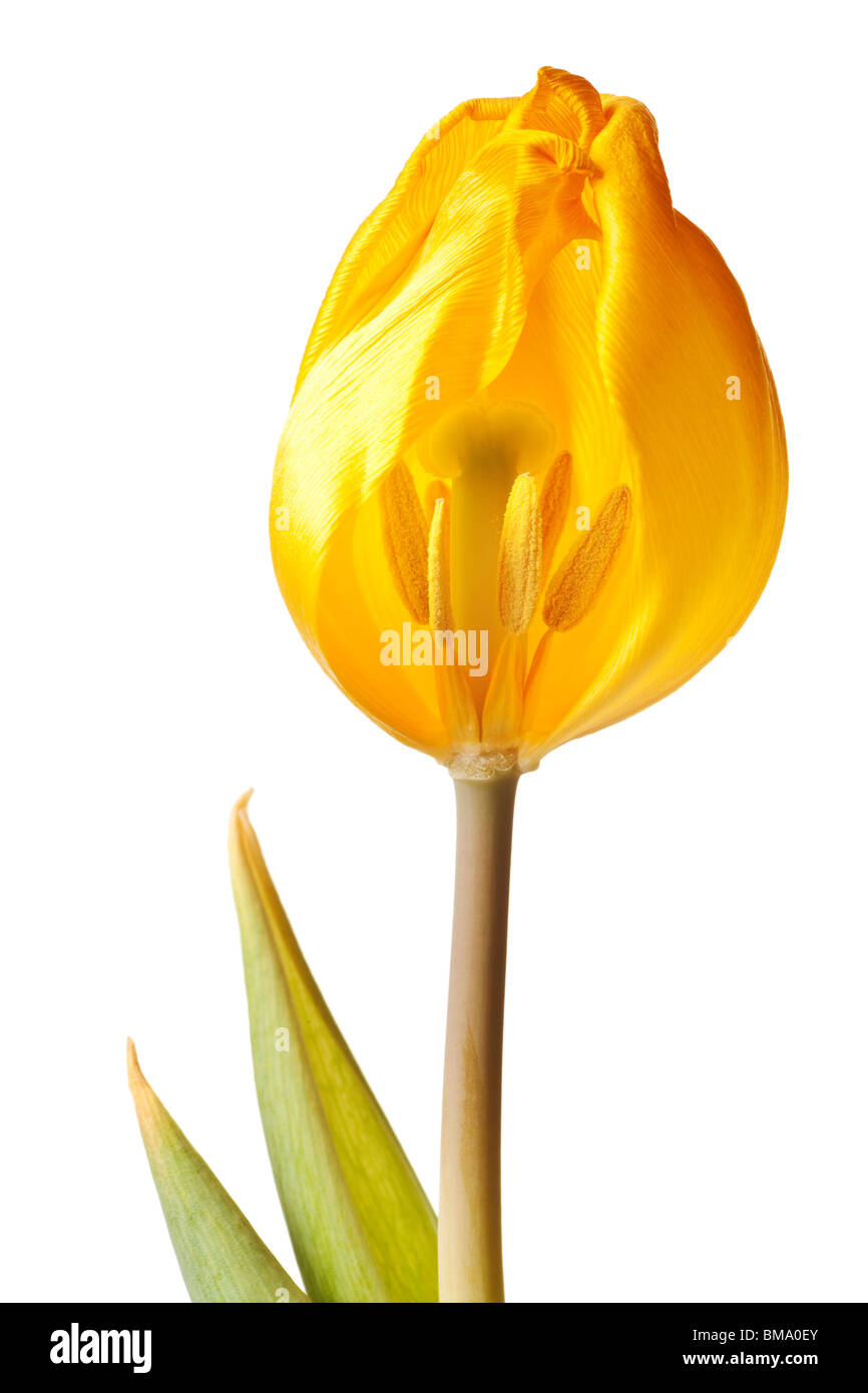yellow tulip isolated on white background Stock Photo - Alamy