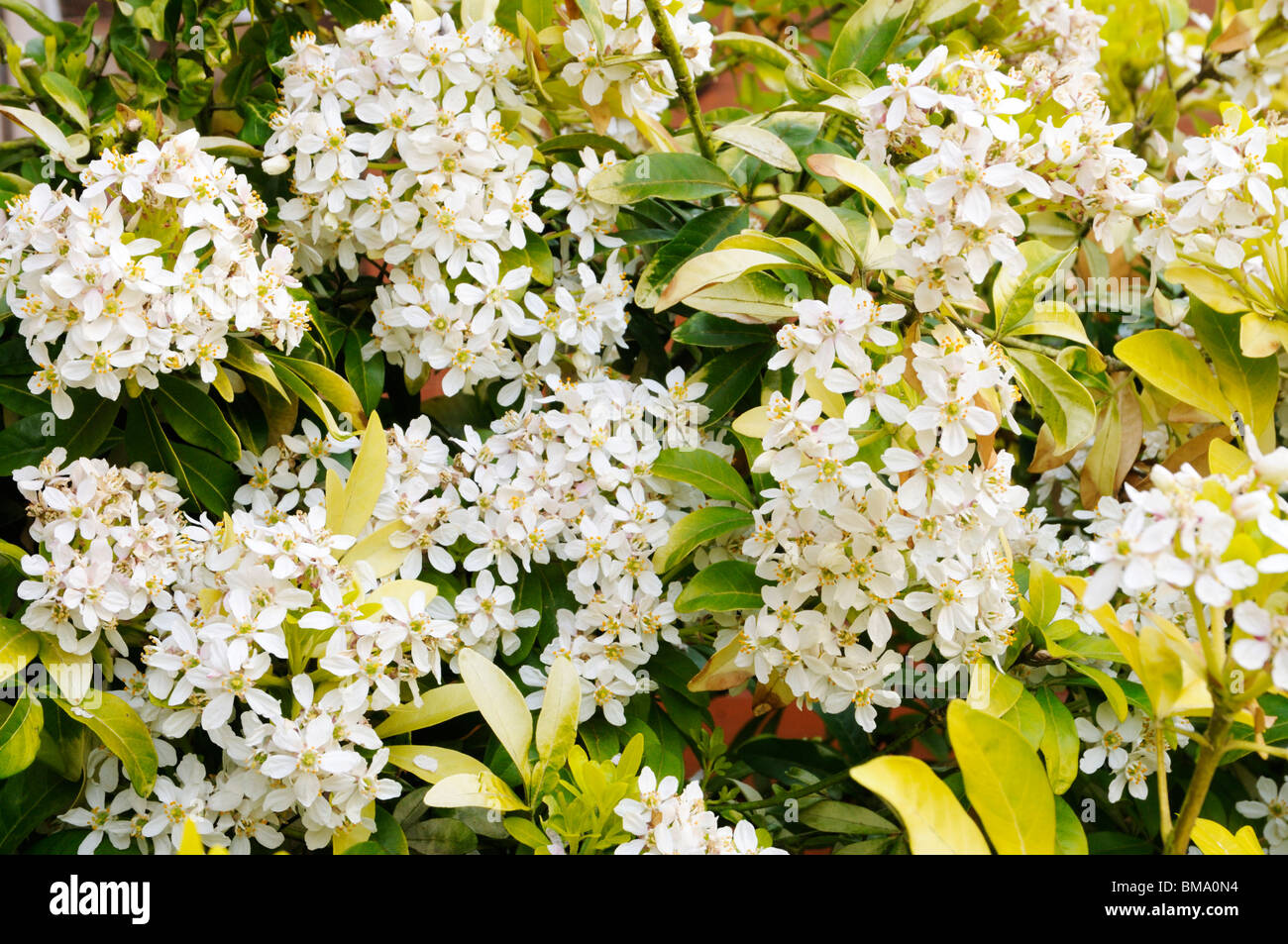 choisya sundance mexican orange blossom