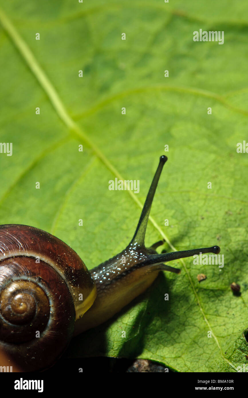 Garden snail leaf cornu aspersum hi-res stock photography and images ...