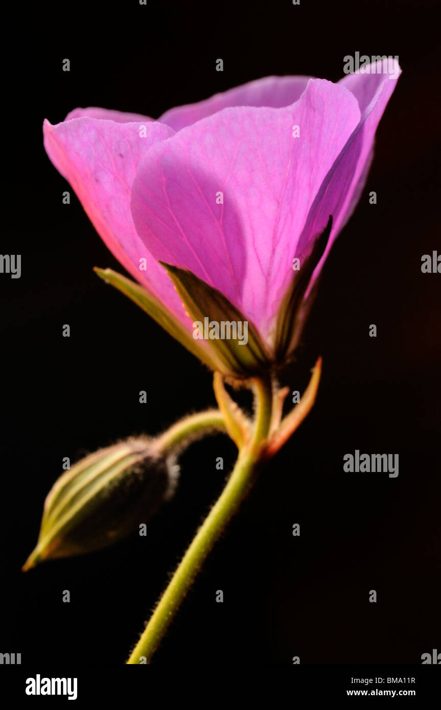 Single flower stem hi-res stock photography and images - Alamy