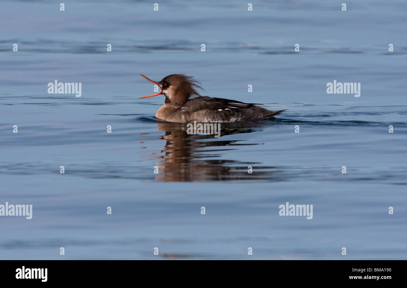 Red-breasted Merganser Mergus serrator female on ocean with reflection  at Deep Bay Vancouver Island BC Canada in February Stock Photo