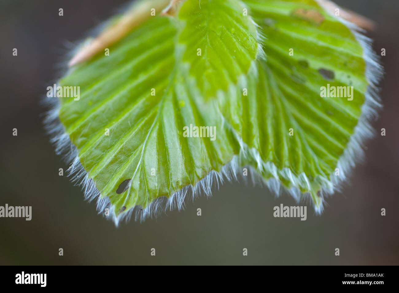New foliage in spring hi-res stock photography and images - Alamy