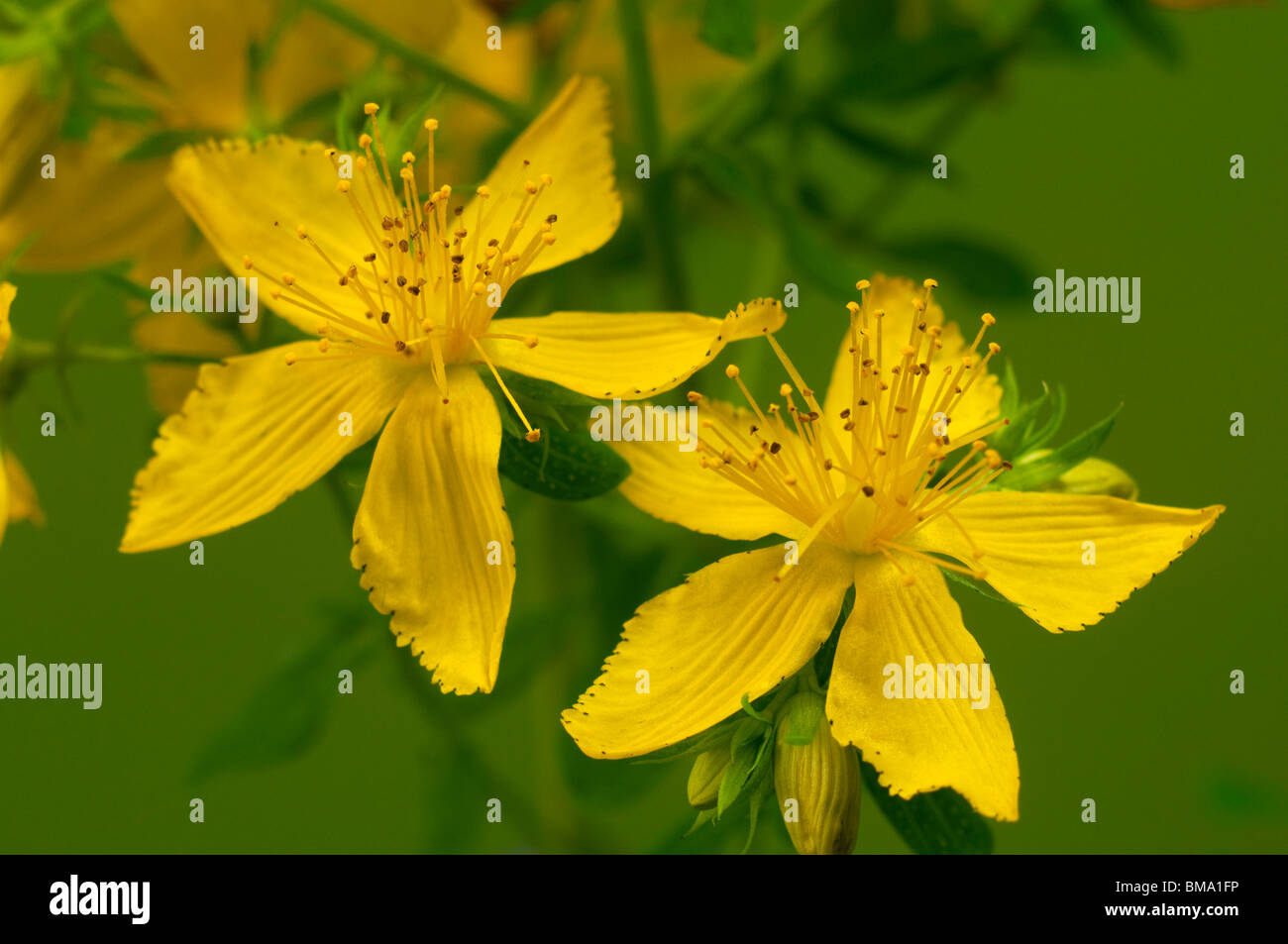 St.Johns Wort (Hypericum perforatum), flowers. Stock Photo