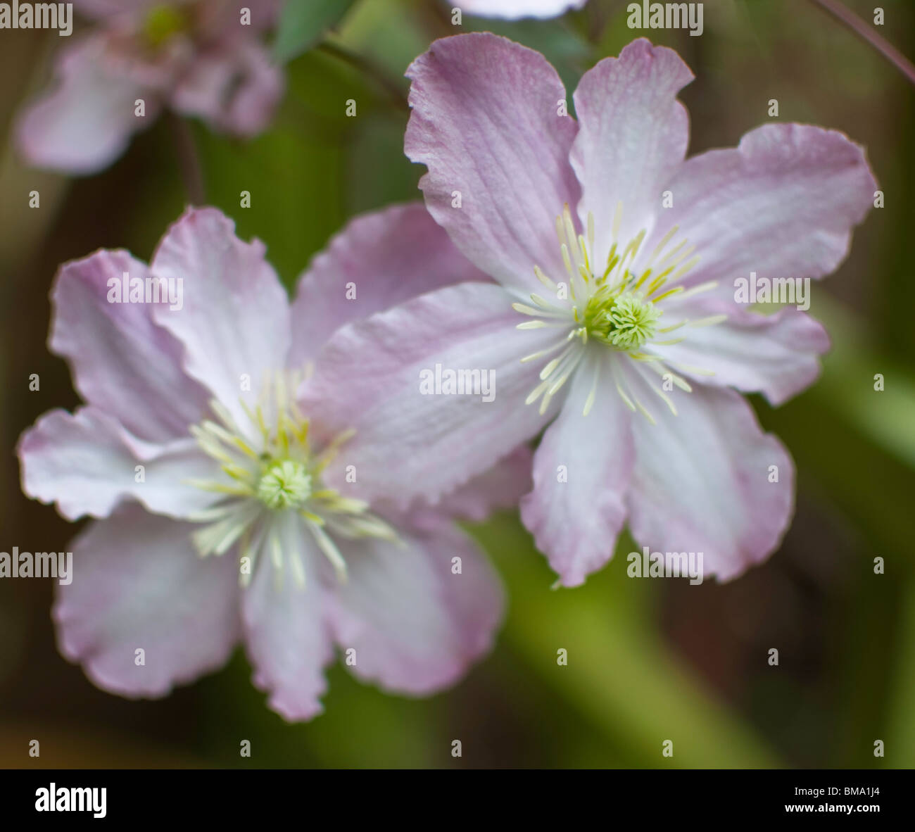 Pink clematis flowering in late May Stock Photo Alamy