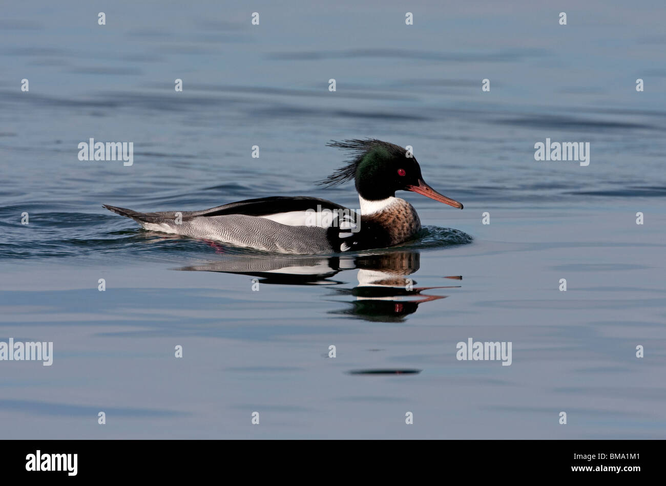 Red-breasted Merganser Mergus serrator male on ocean with reflection at Deep Bay Vancouver Island BC Canada in February Stock Photo