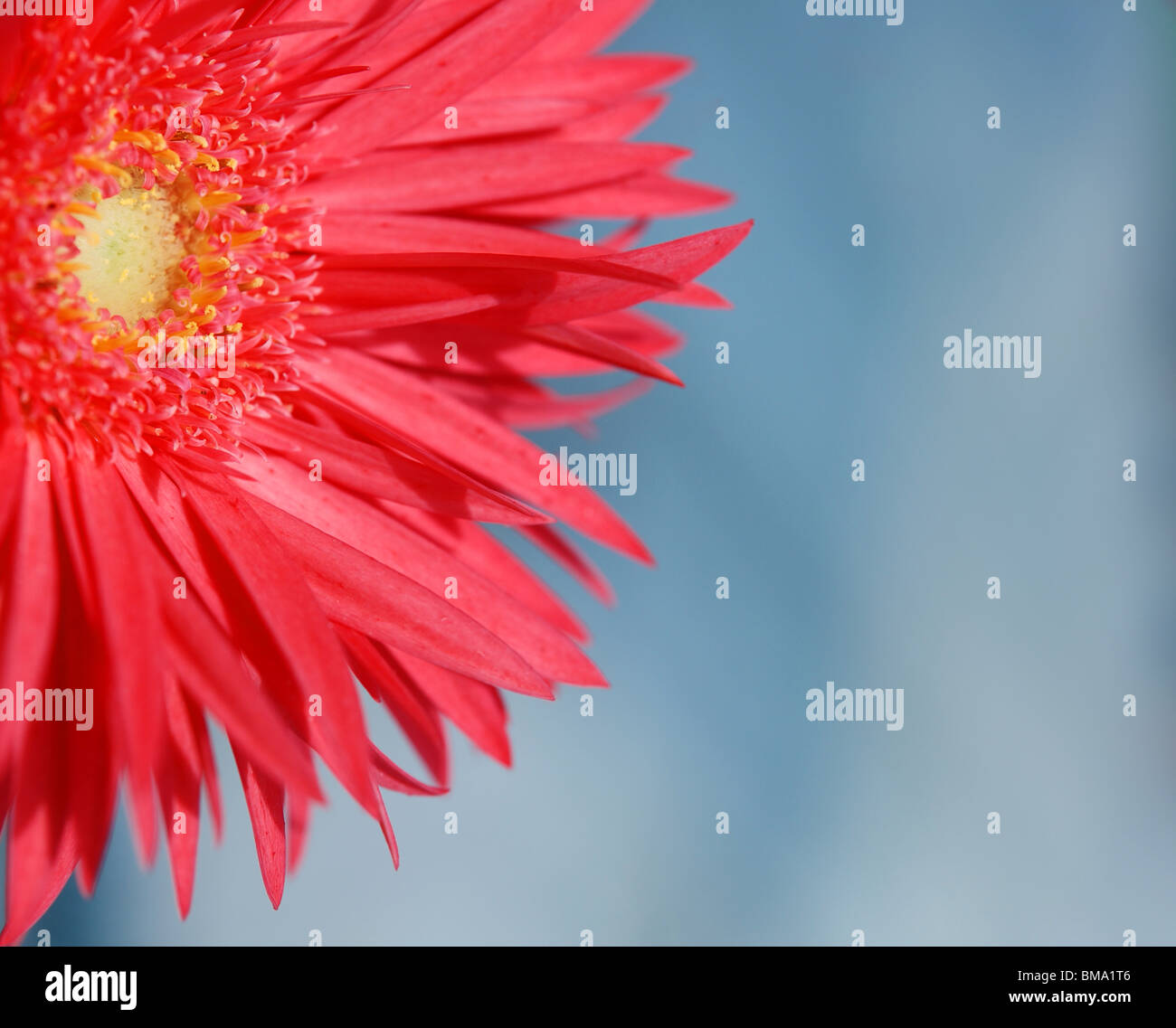 Bright pink daisy flower with sky and clouds in the background. Stock Photo