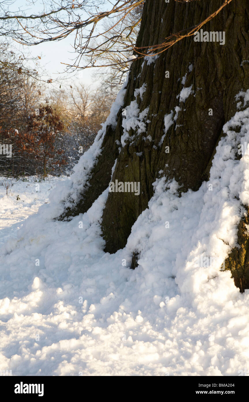 An oak tree Stock Photo - Alamy