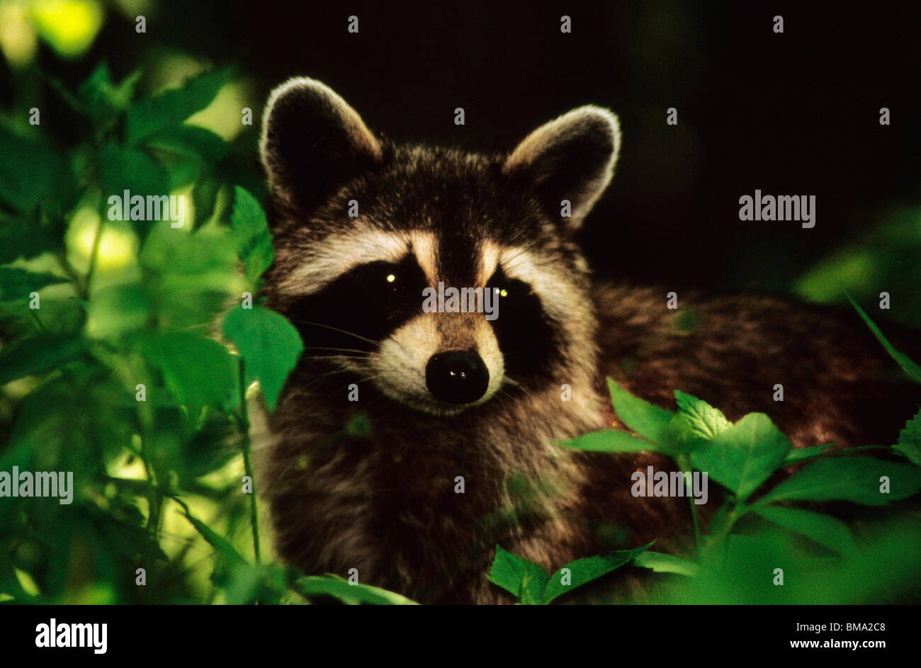 Raccoon in the wild. Stock Photo