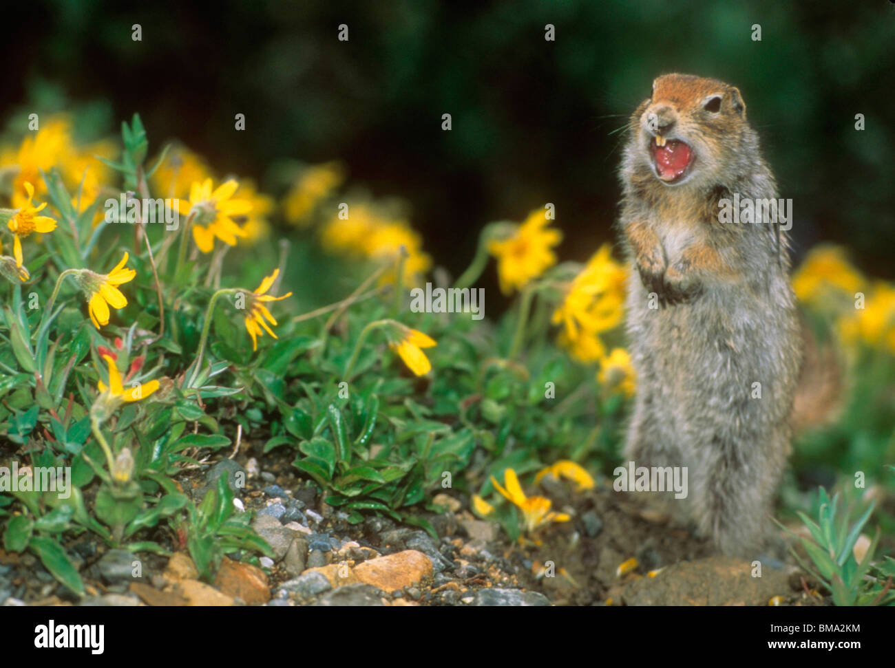 Squirrel. Stock Photo