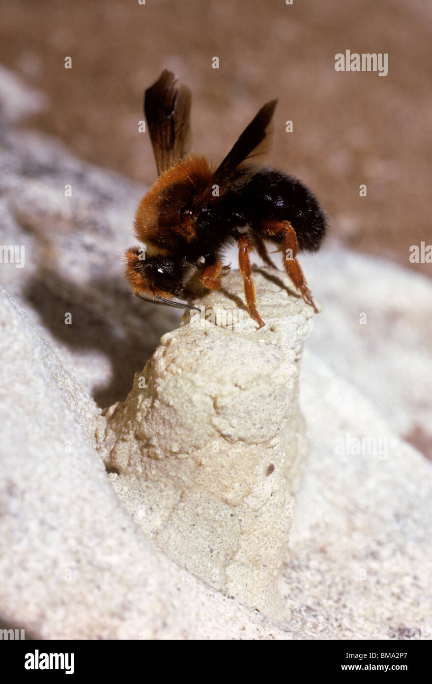 Rock mason bee (Chalicodoma sicula: Megachilidae) female capping her ...