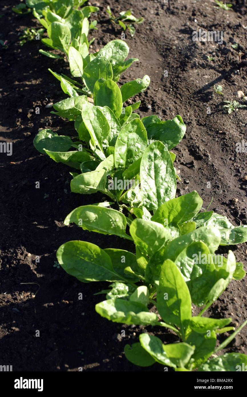 Young Spinach Leaves growing in an Allotment, Oxford, England Stock