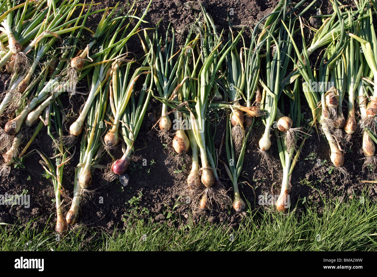 Gardening allotment detail hi-res stock photography and images - Alamy