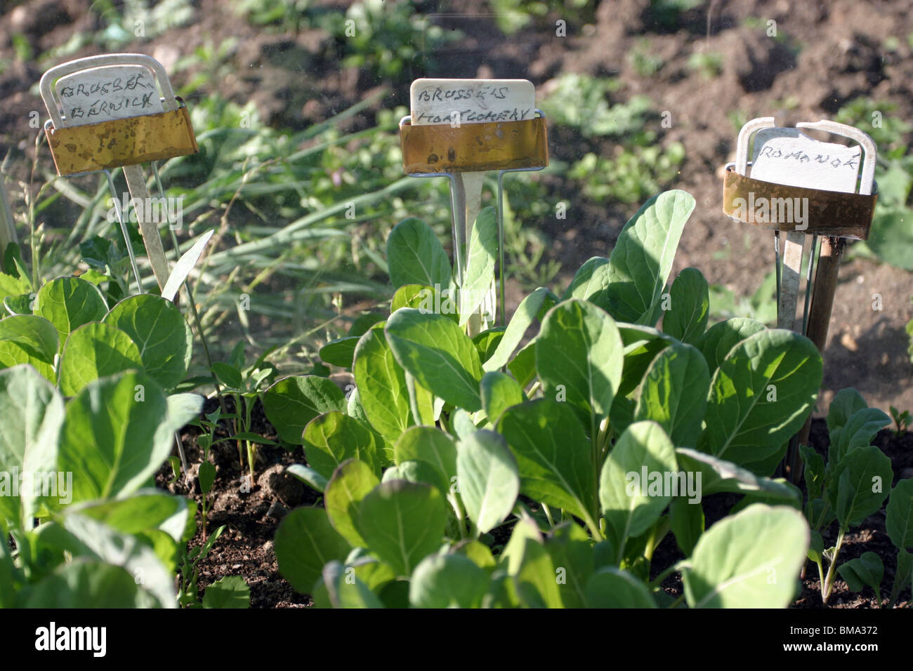 Brussel Sprouts growing in a Greenhouse Stock Photo Alamy