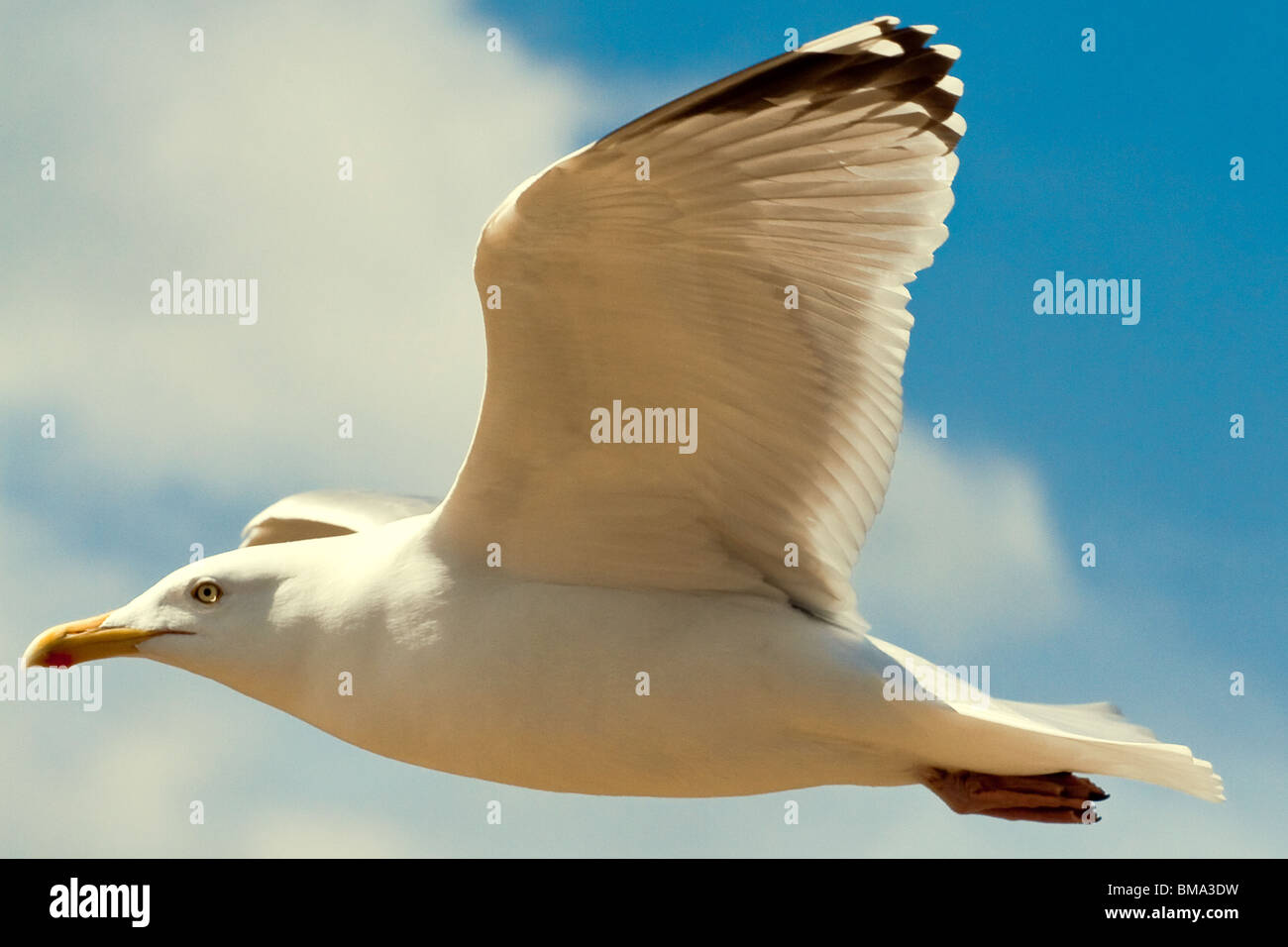 Seagull flying blue sky and white cloud background Stock Photo