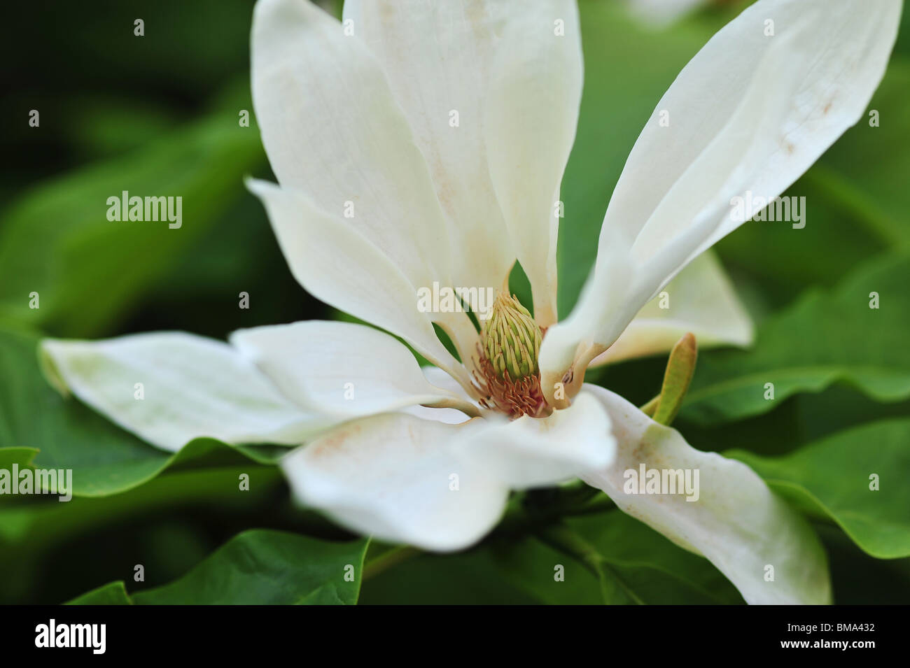 Magnolia tripetala, commonly called Umbrella magnolia or simply
