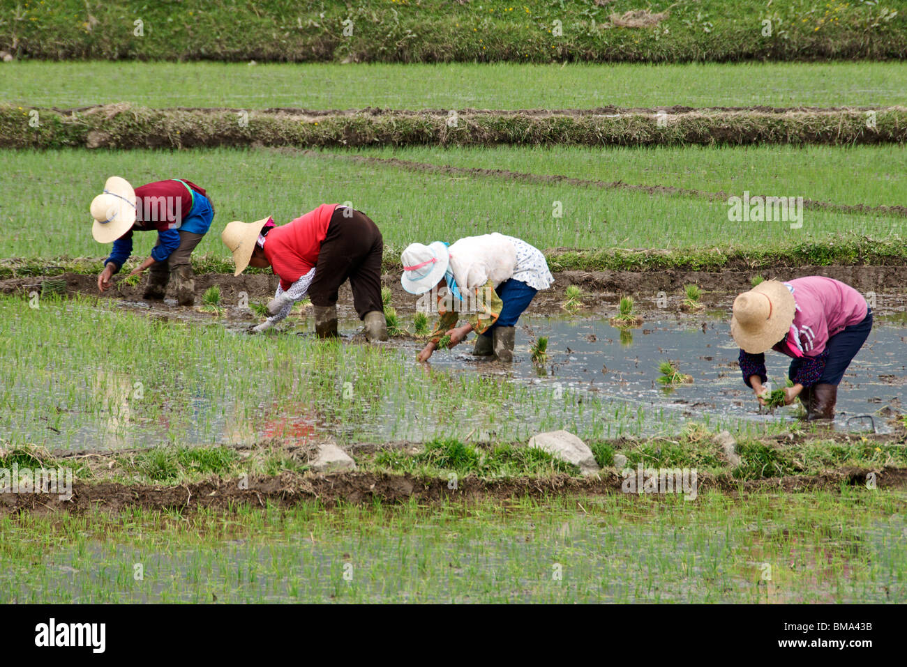 Four women planting rice Yunnan China Stock Photo