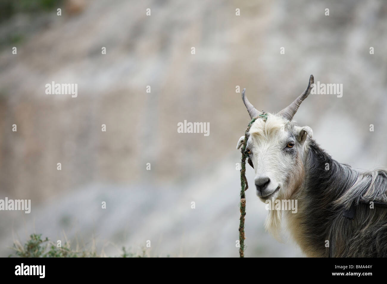 Goat in Minapin, Hunza, Pakistan Stock Photo