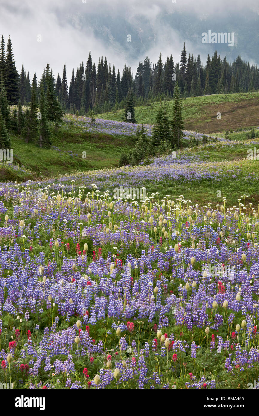 Mount Rainier Natl Park, WA Rolling meadows of alpine wildflowers with scattered pine and fir trees on Mazama ridge Stock Photo