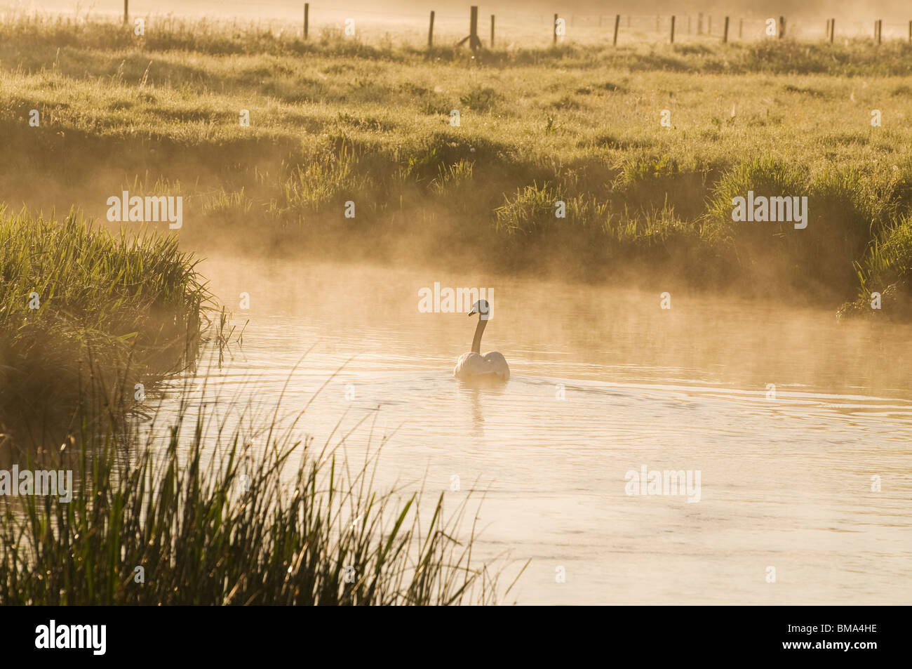 Cotswolds - Mute Swan on the River Windrush at dawn Stock Photo