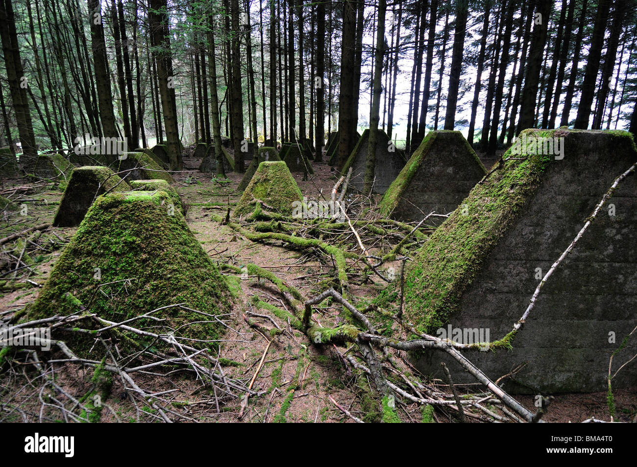 Dragon's teeth tank obstacles in German Siegfried Line, Hollerath, Eifel, Germany Stock Photo