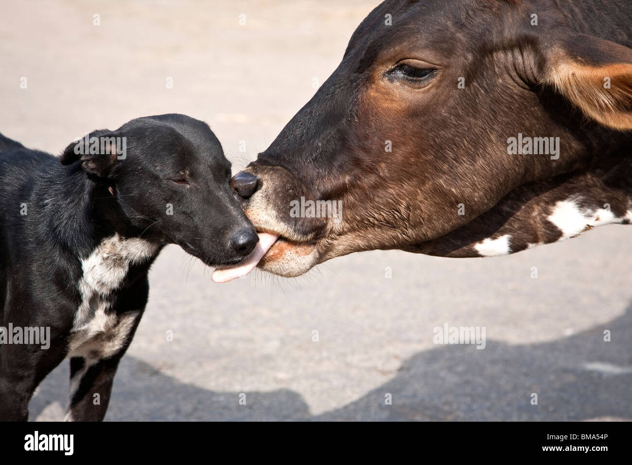 Cow licking a dog. Jaipur. Rajasthan. India Stock Photo Alamy