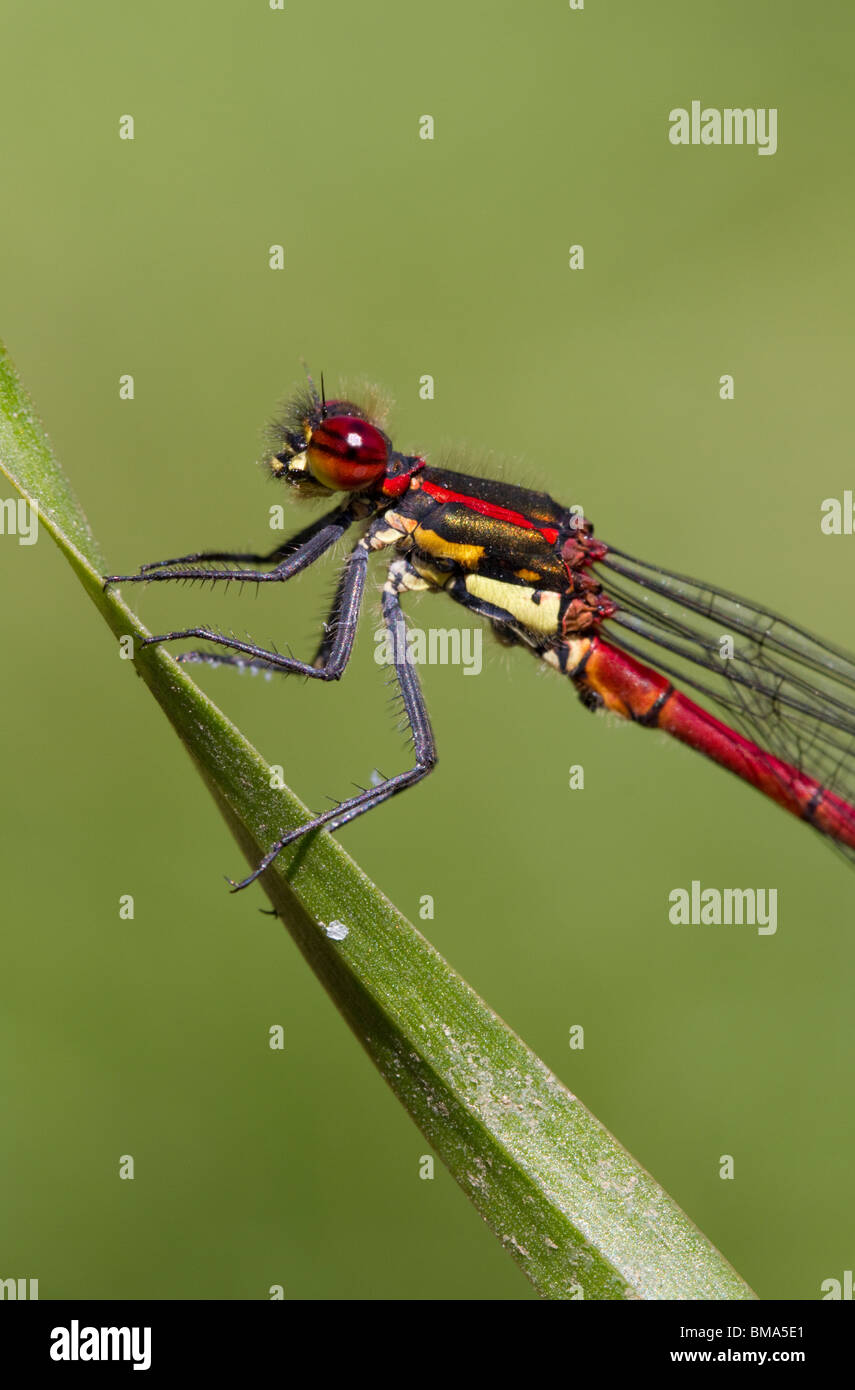 Large Red Damselfly - Male Stock Photo
