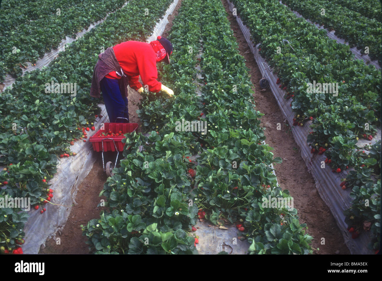 Migrant worker picking Strawberries Stock Photo