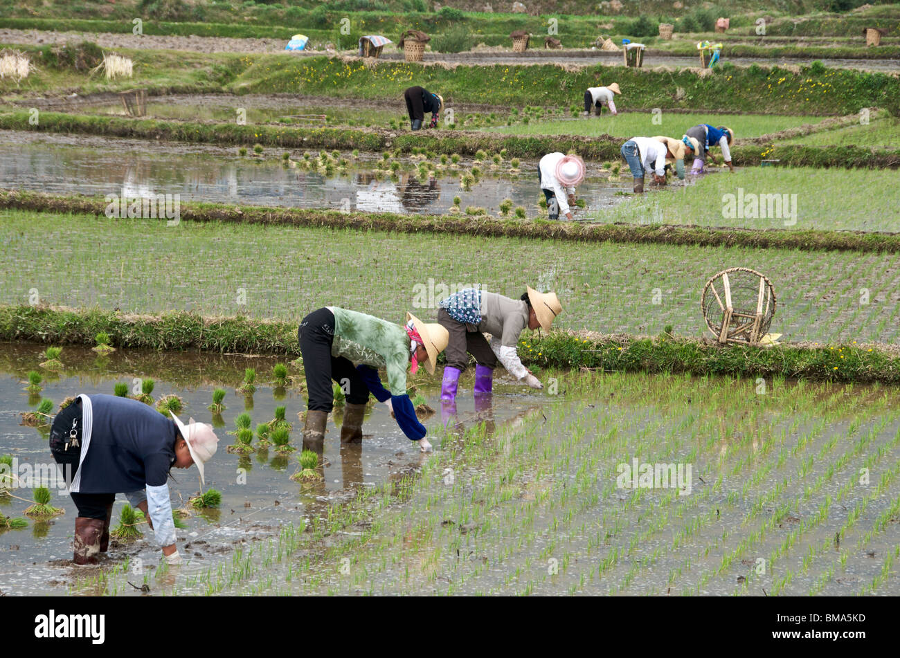 Women planting rice Yunnan China Stock Photo