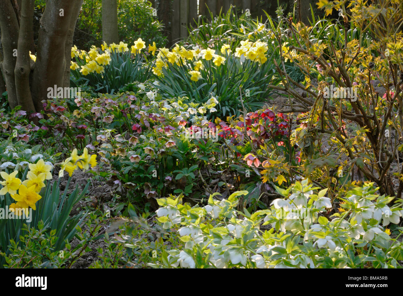 Highdown Gardens, Worthing, West Sussex, garden with spring and sumer flowering trees and shrubs, as well as flowering bulbs Stock Photo
