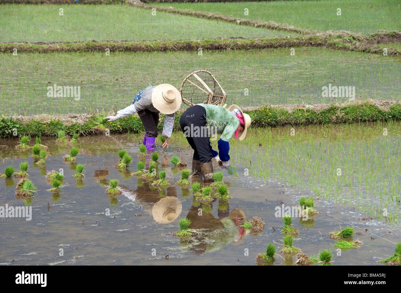 Two women planting rice Yunnan China Stock Photo