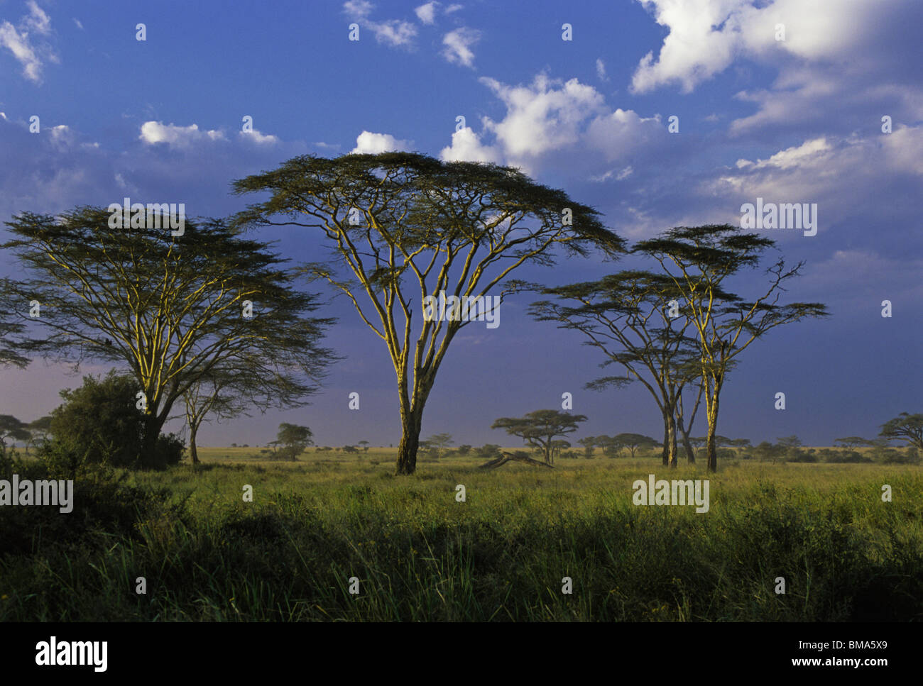 Acacia savannas in tanzania hi-res stock photography and images - Alamy