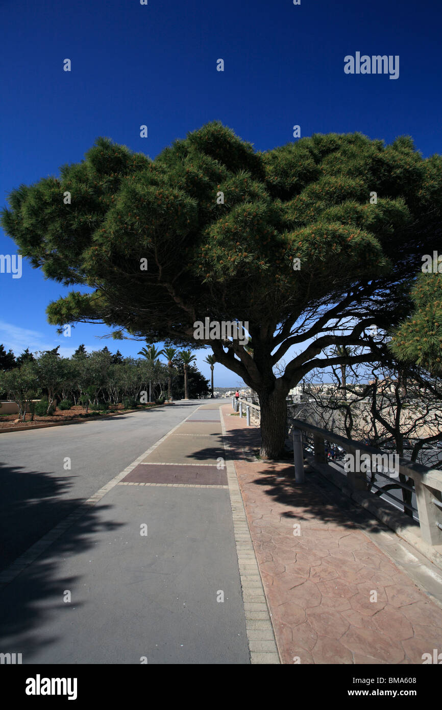 Trees Rabat a road between Mdina and Rabat, Malta with a Cypress Tree Stock Photo ...