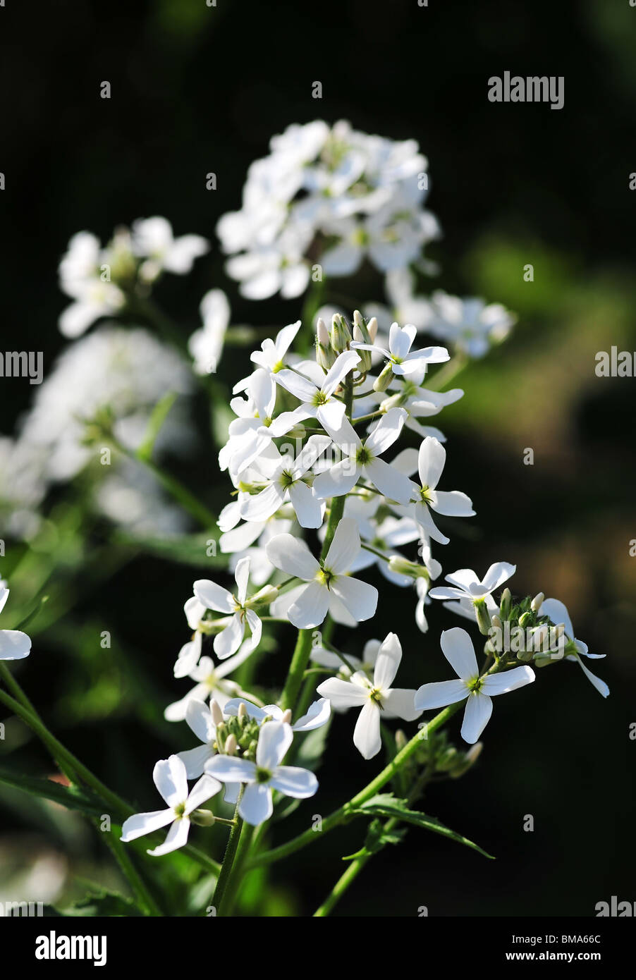 Botanical Name: Jasminum Officinale Common Jasmine or Poet's Jasmine Stock Photo
